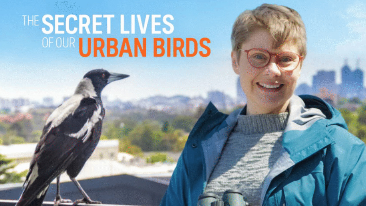 The Secret Lives of Our Urban Birds