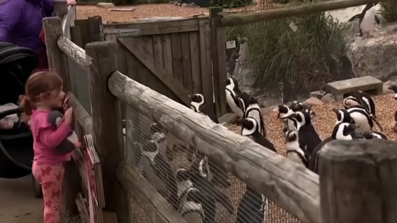 Zoo Animals - At zoos, we can enjoy seeing al... - ClickView