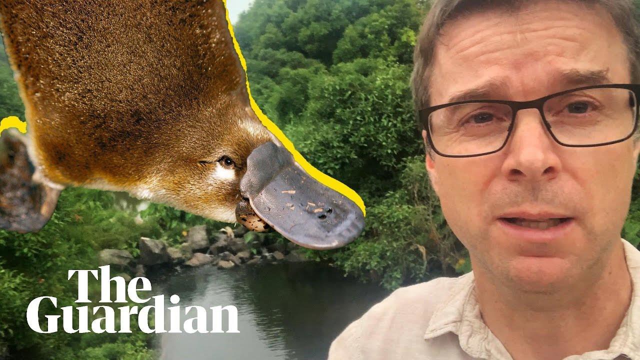 The Platypus Guardian - Airs 8:33 PM 13 Jun 2023 on ABCTV HD - ClickView