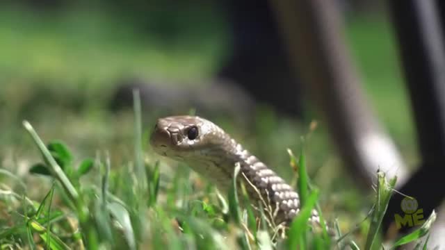 Snake Season - Behind The News