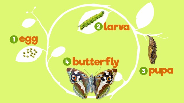 Butterflies: Caterpillars in Disguise