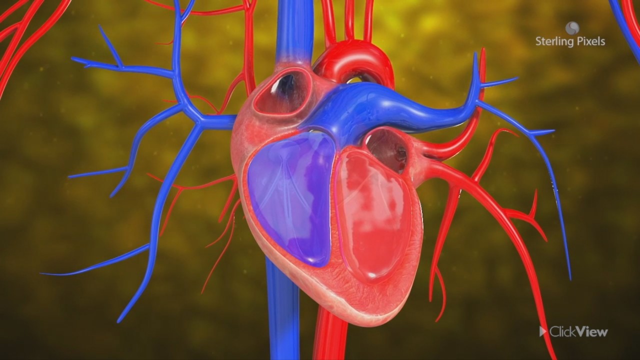 The Major Blood Vessels of the Human Heart - ClickView