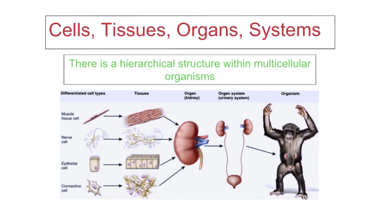 Cells, Tissues, Organs, Systems - This is a v... - ClickView