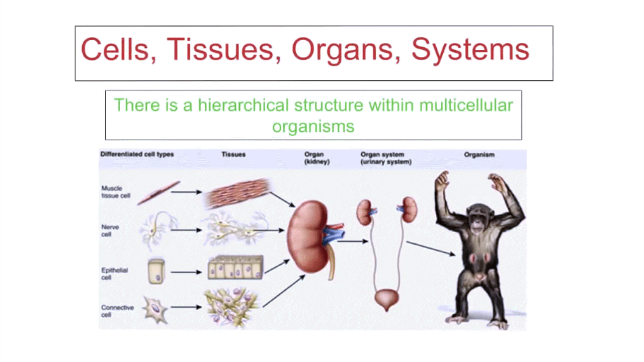 Cells Tissues Organs Organ Systems Powerpoint