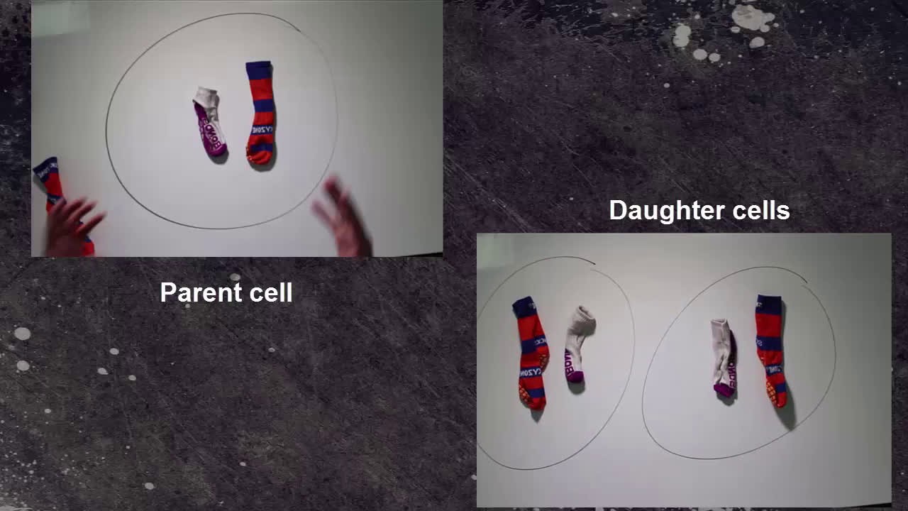 Mitosis is nuclear division that oc... Biology Diagrams