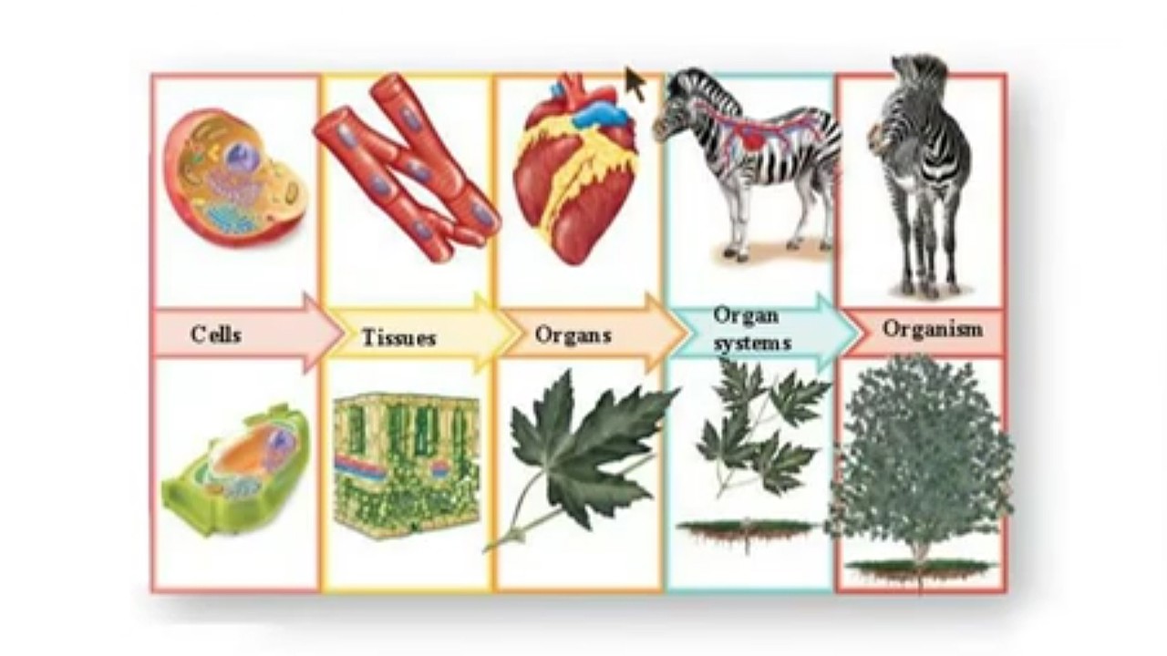 Patterns In Nature 8 3 3 I Cells Tissues Organs Organ Systems Clickview