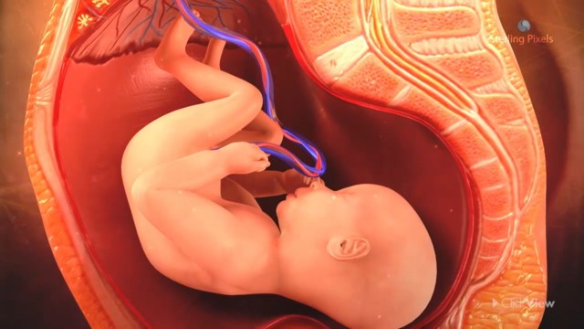 The Development of a Human Embryo
