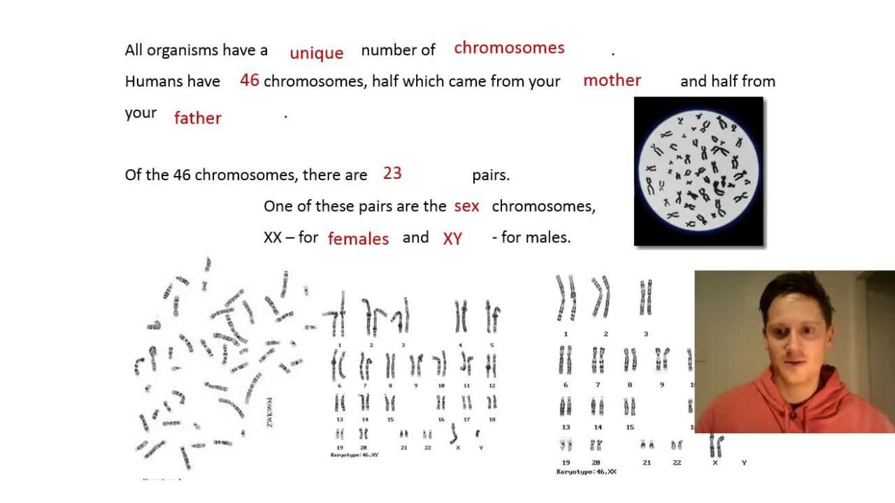Chromosomes: Haploid & Diploid Biology Diagrams