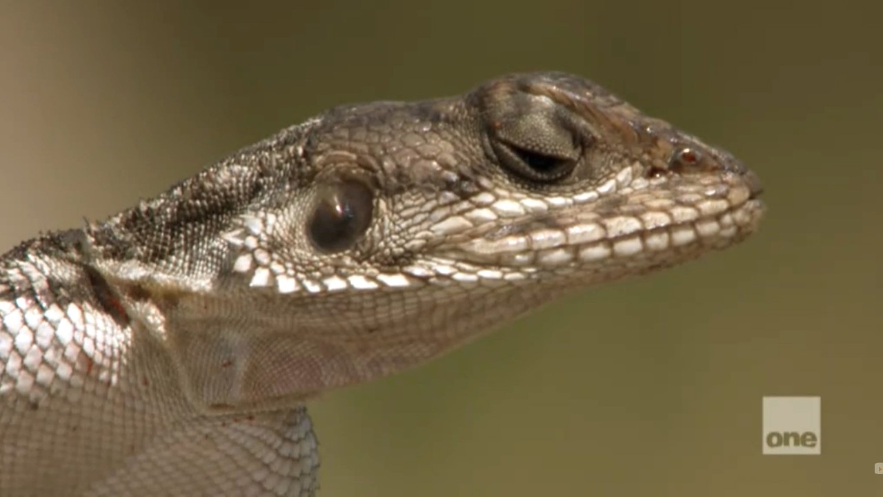 David Attenborough's Africa Videos & Resources | ClickView