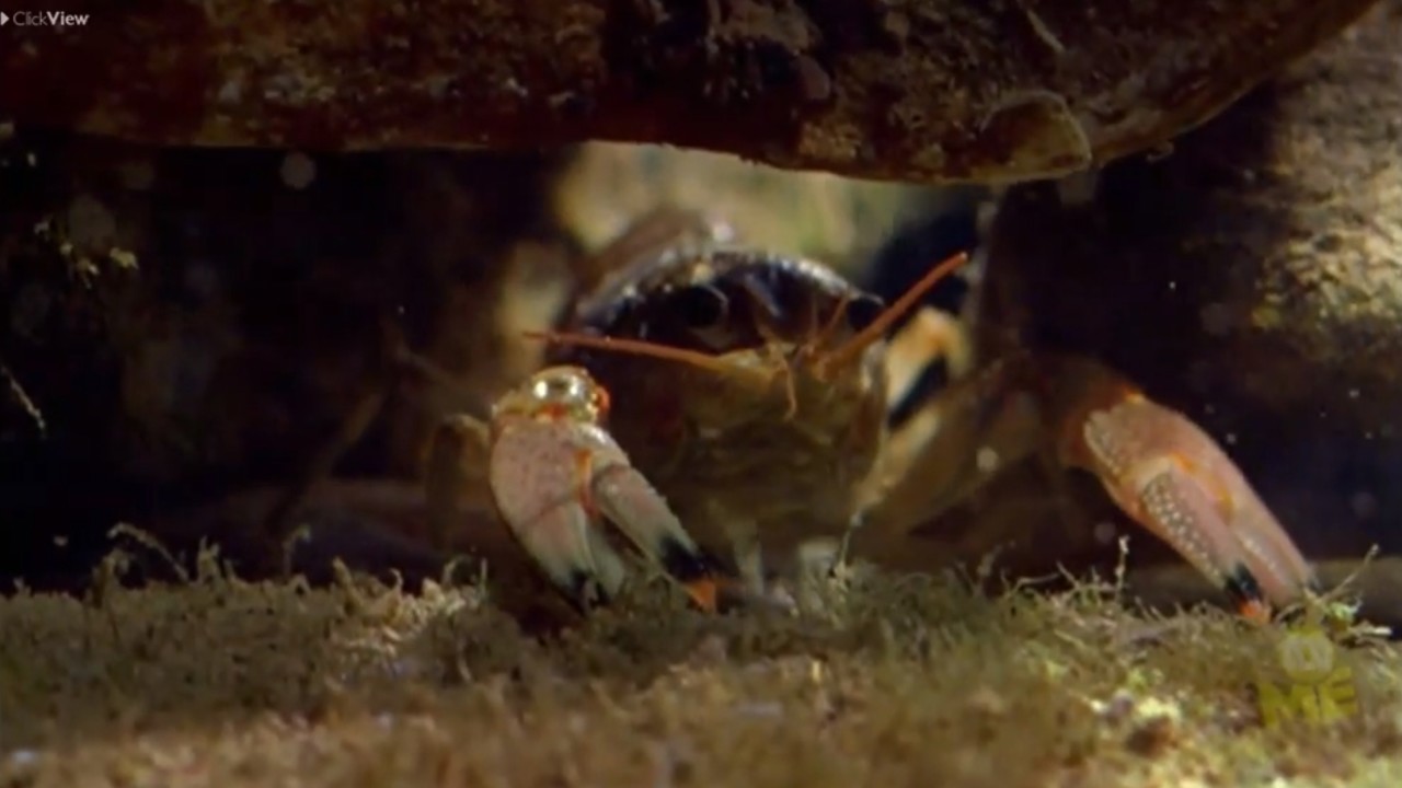 Nature's Microworlds: Insect Specials | ClickView