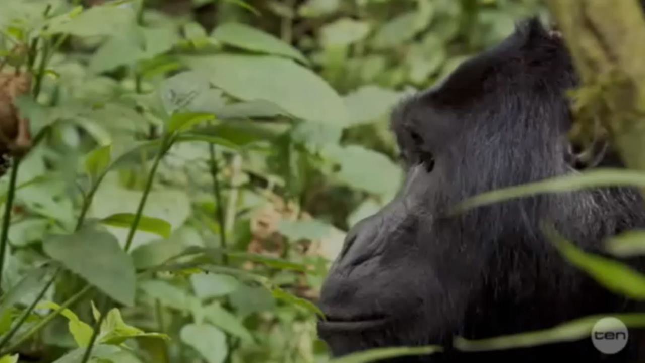 Bad Reputations - David Attenborough explores... - ClickView