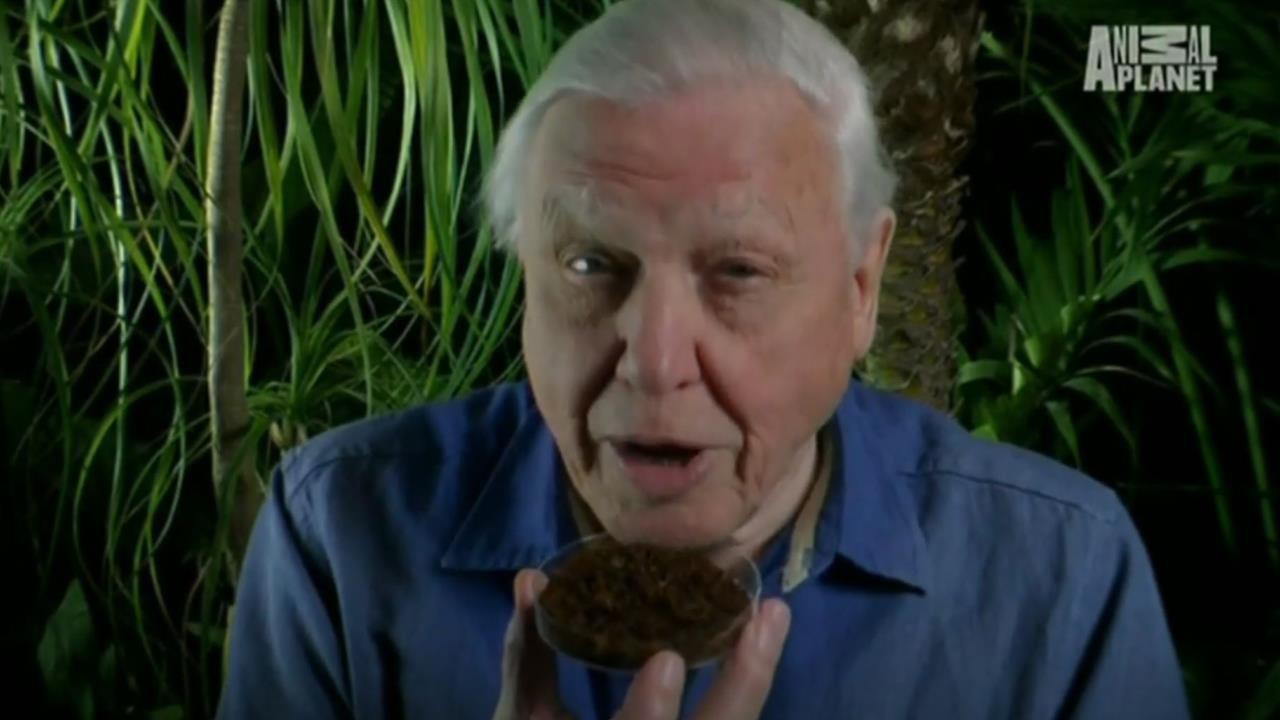 Courtship Reproduction ClickView