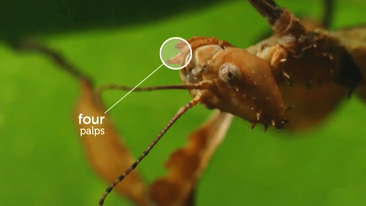 Spiny Leaf Insect Video & Resources | ClickView