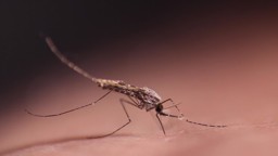 Causes of Malaria