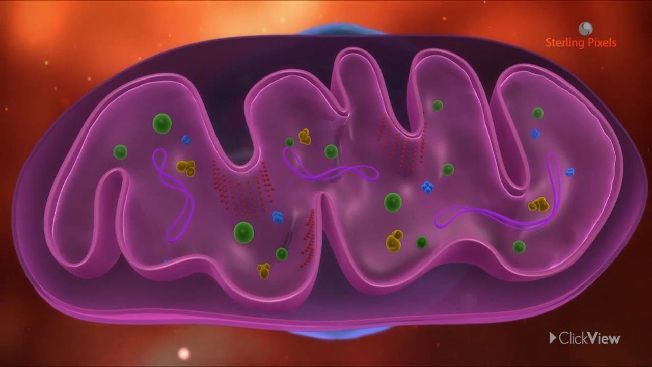 Mitochondria Video Teaching Resources Clickview