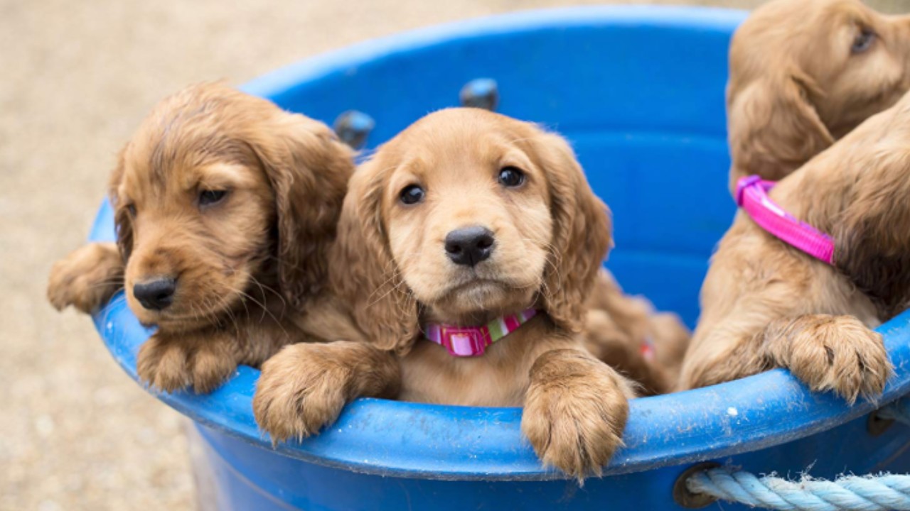 The Wonderful World of Puppies