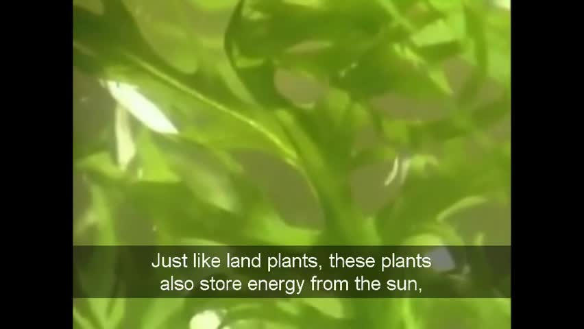 Embedded Online Player - ClickView