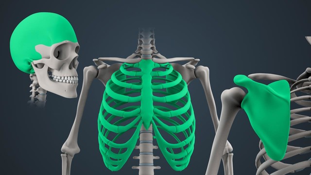 Structure of the Skeleton