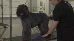 Industry Standard Preparation of a Dog