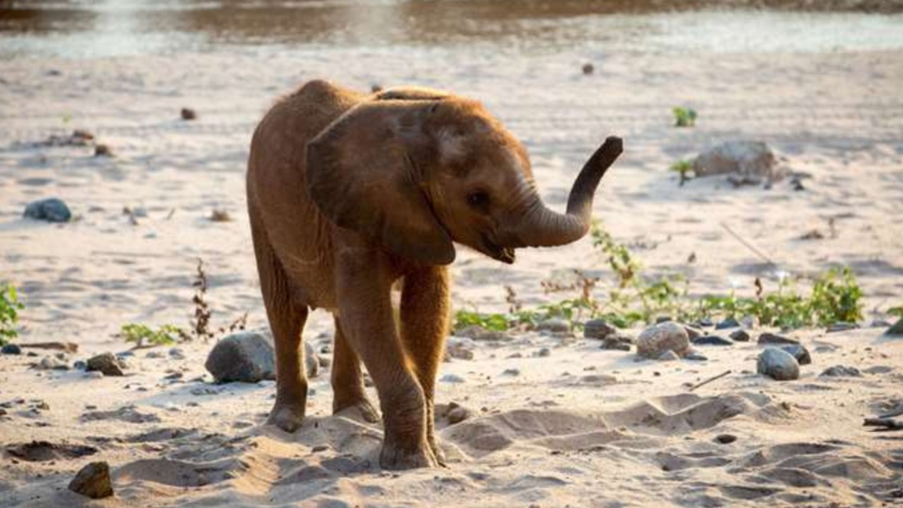 Animals at Play - Airs 6:15 PM 17 May 2020 on BBC TWO - ClickView