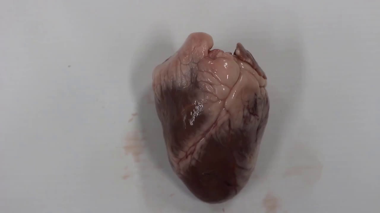 Lamb's heart dissection - This video demonstr... - ClickView