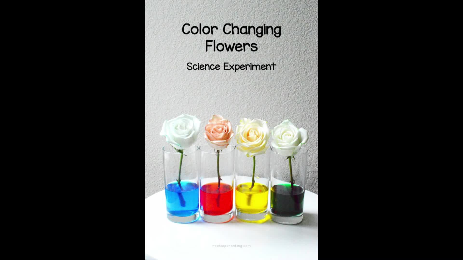 Colour changing flowers experiment - ClickView