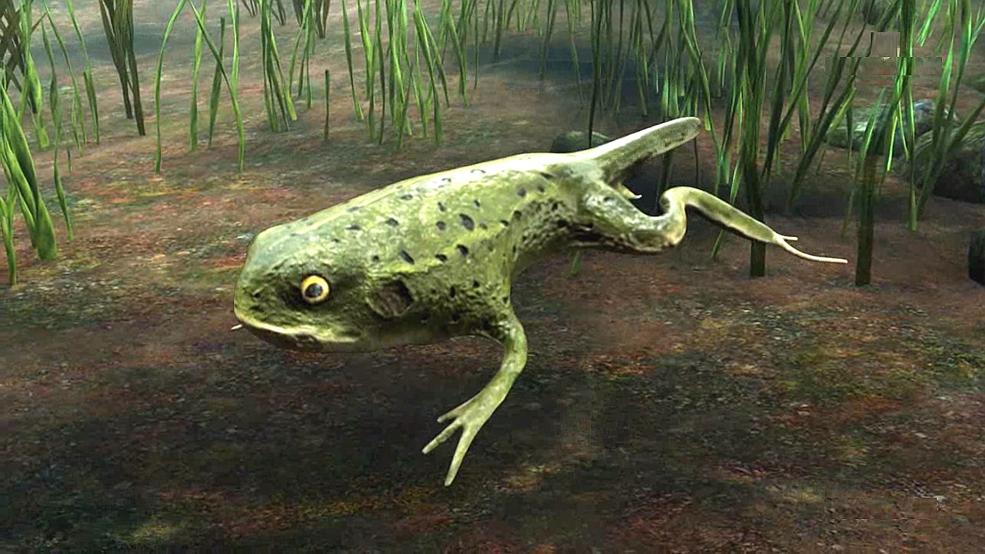 metamorphosis frog