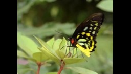 Butterflies: Life Cycles and Survival Strategies