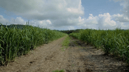 Sugar Cane Farm