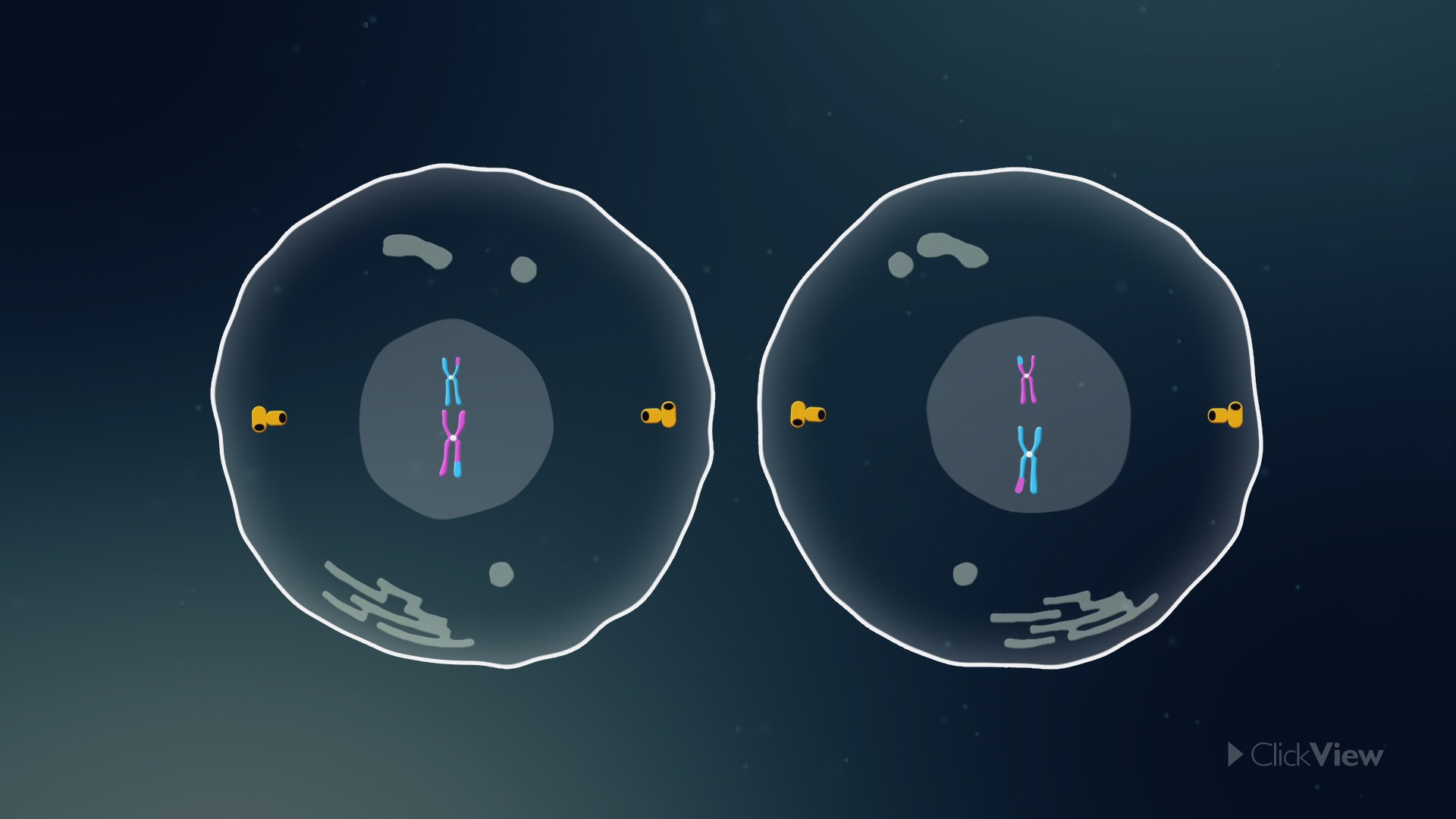 Embedded Online Player - ClickView