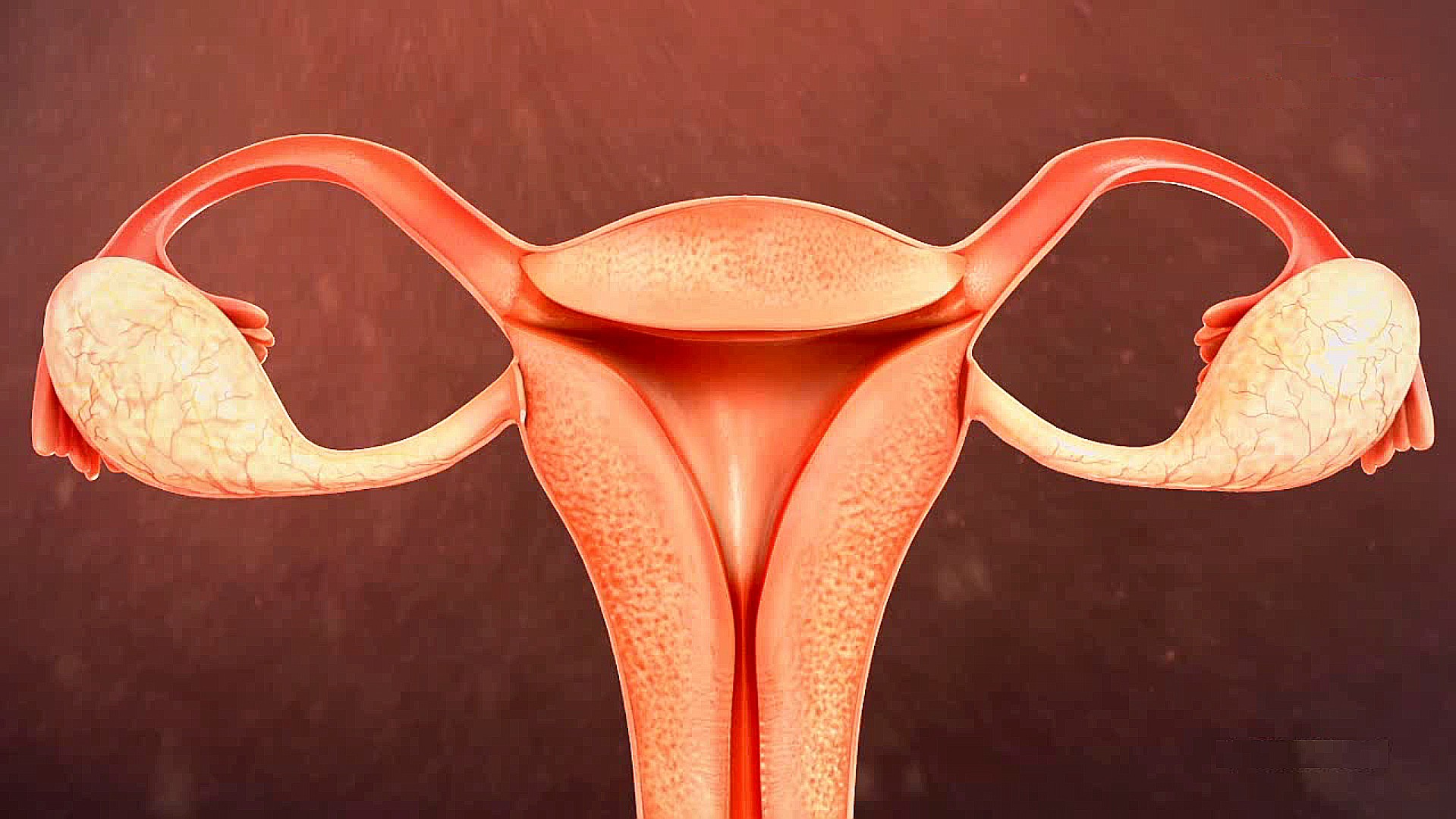 The Male And Female Reproductive System Video Teaching Resources