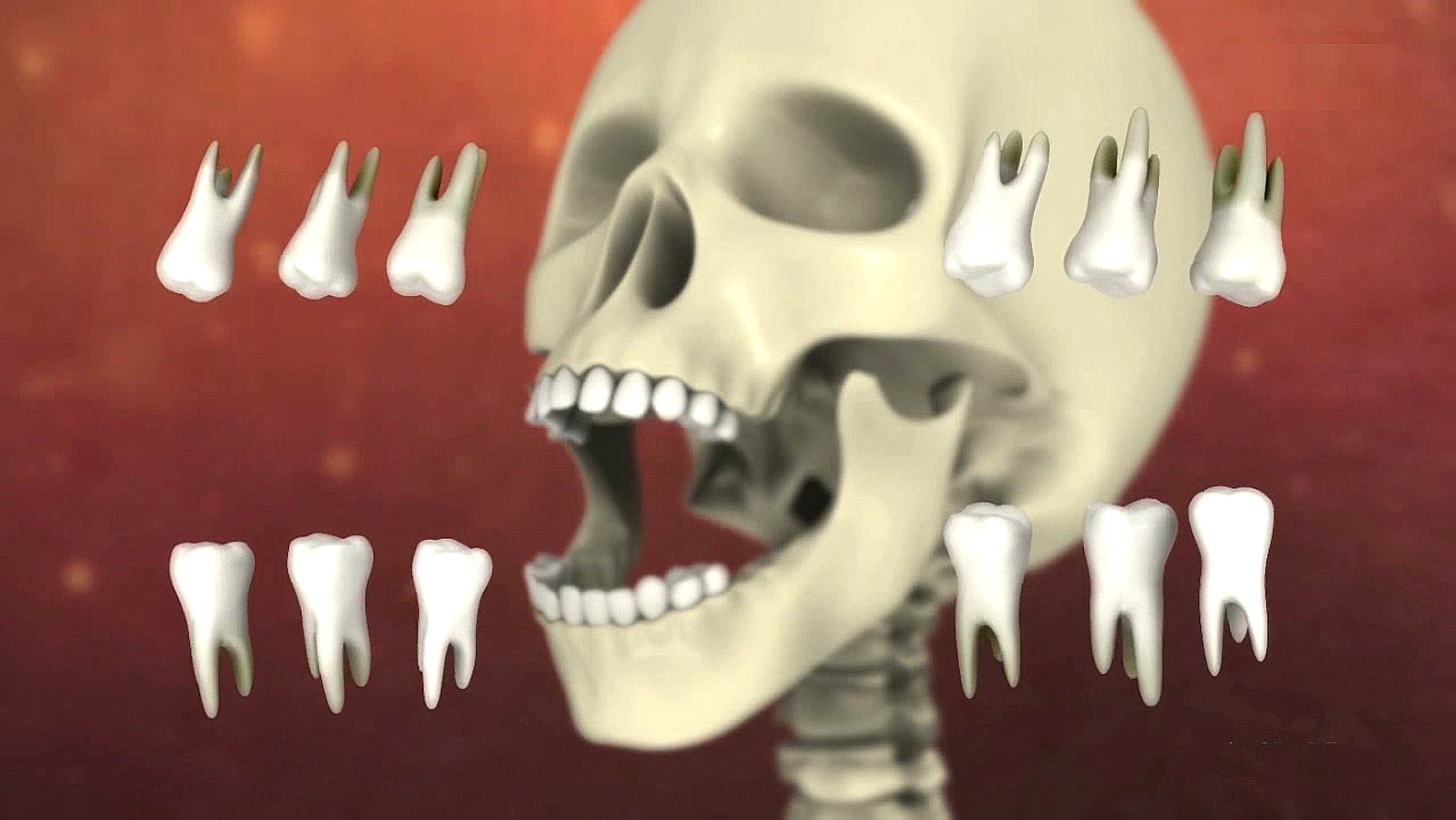 The Human Digestive System - Teeth - ClickView