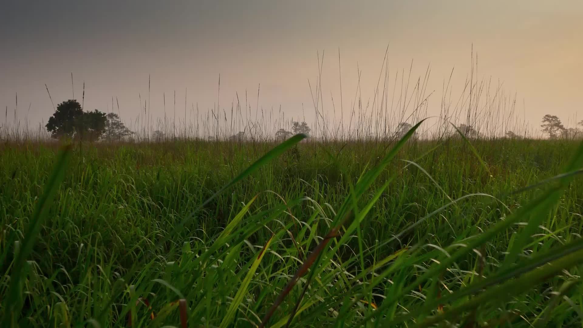 Planet Earth II: Grasslands (Clips) | ClickView