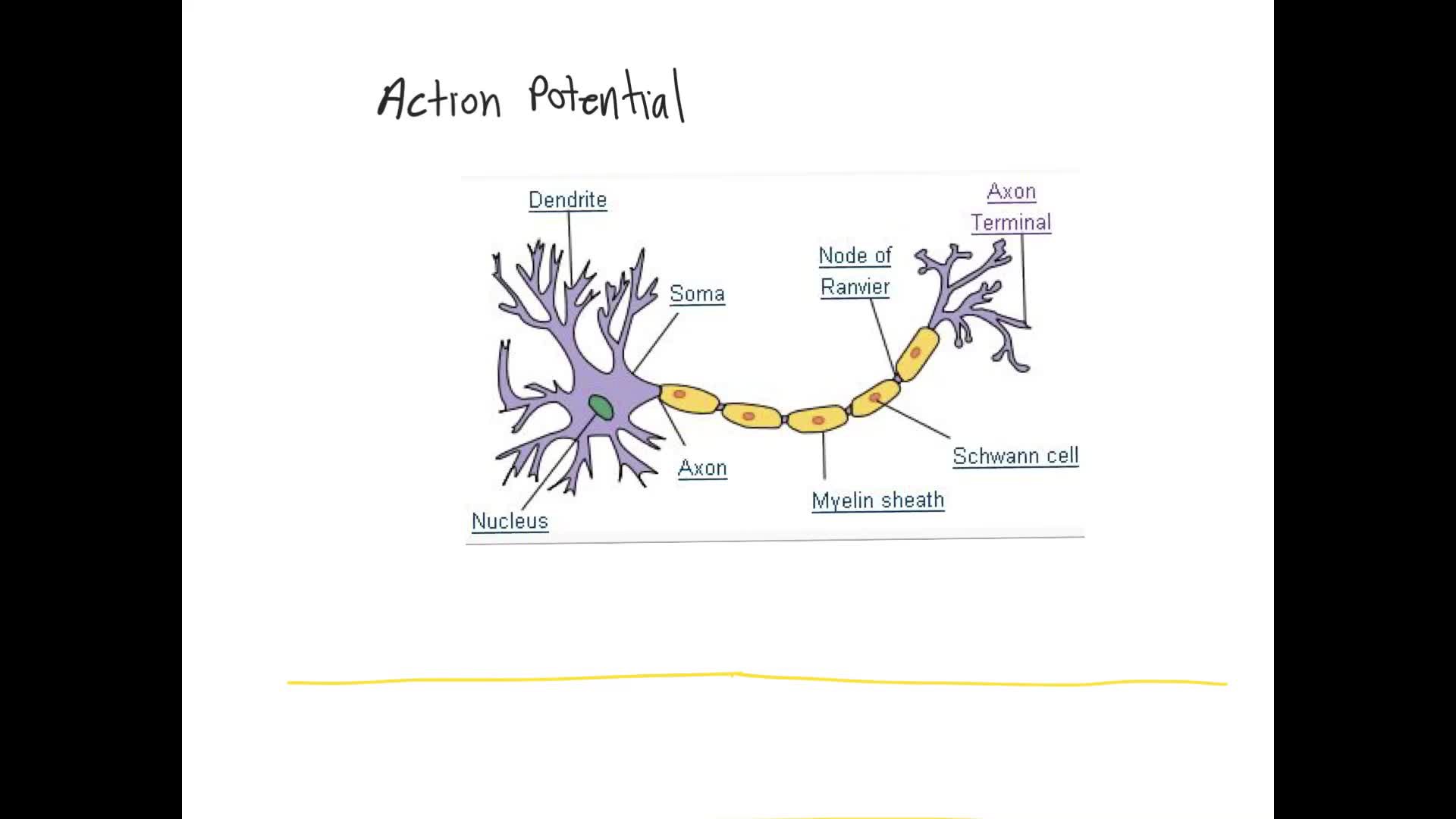 Action potential - This video describes how a... - ClickView