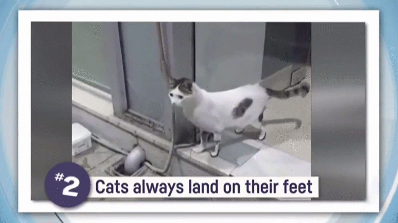 Cats Always Land On Their Feet - Animals Usua - Clickview