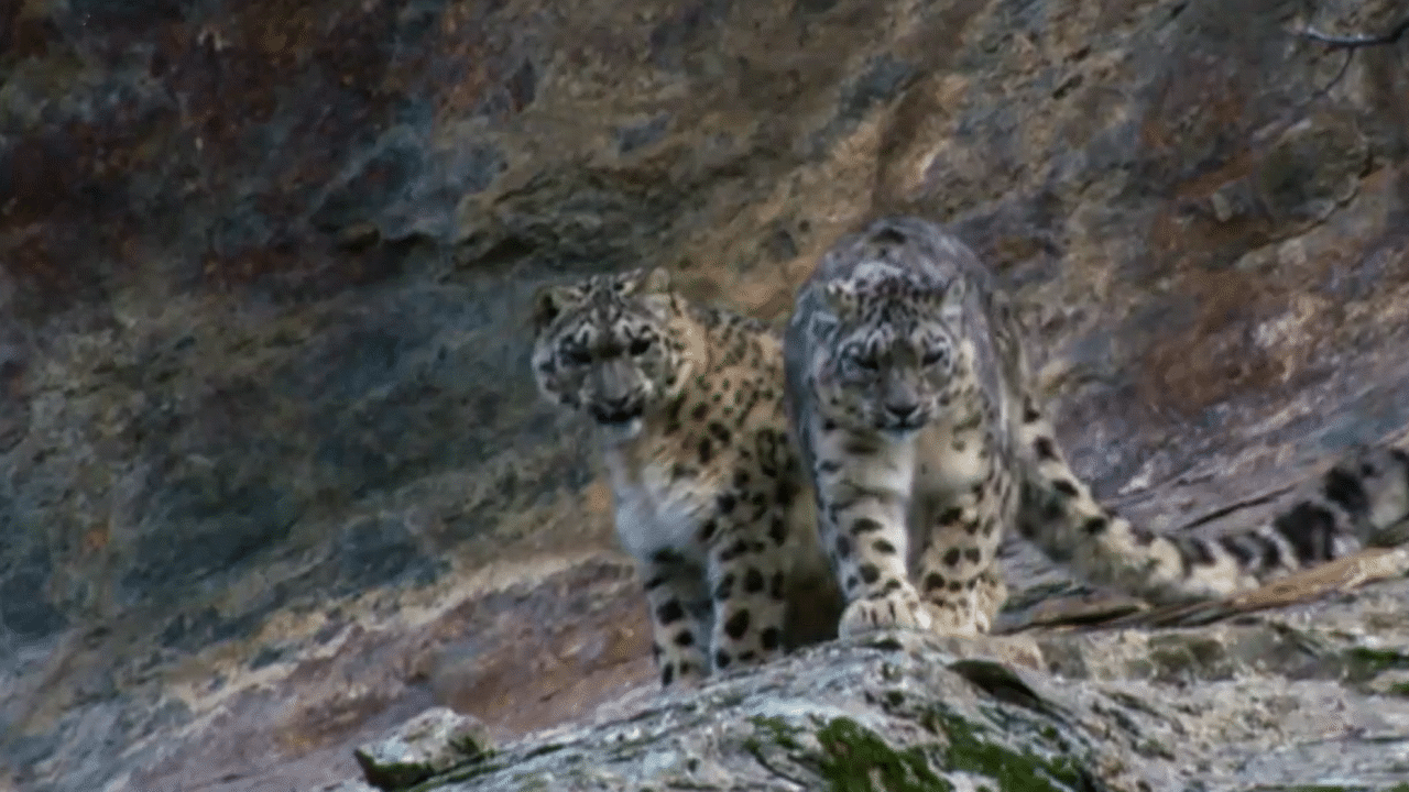 Andy and the Snow Leopard - When a remote cam... - ClickView