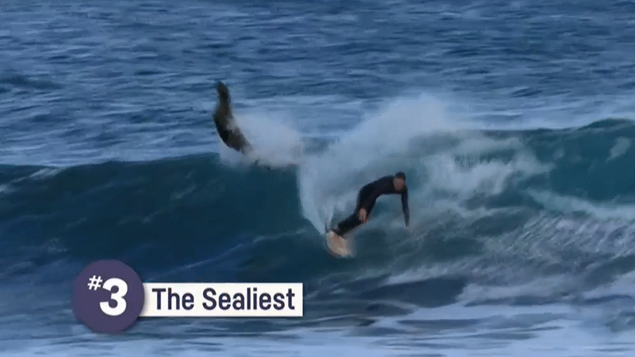 Surfing Seal - A seal was spotted giving a su... - ClickView