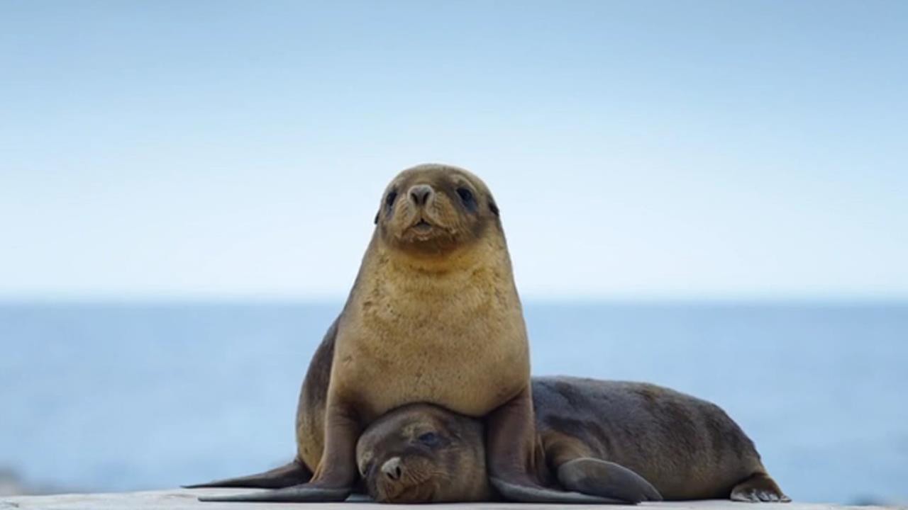 Sea Lions: Life by a Whisker - Take an intima... - ClickView