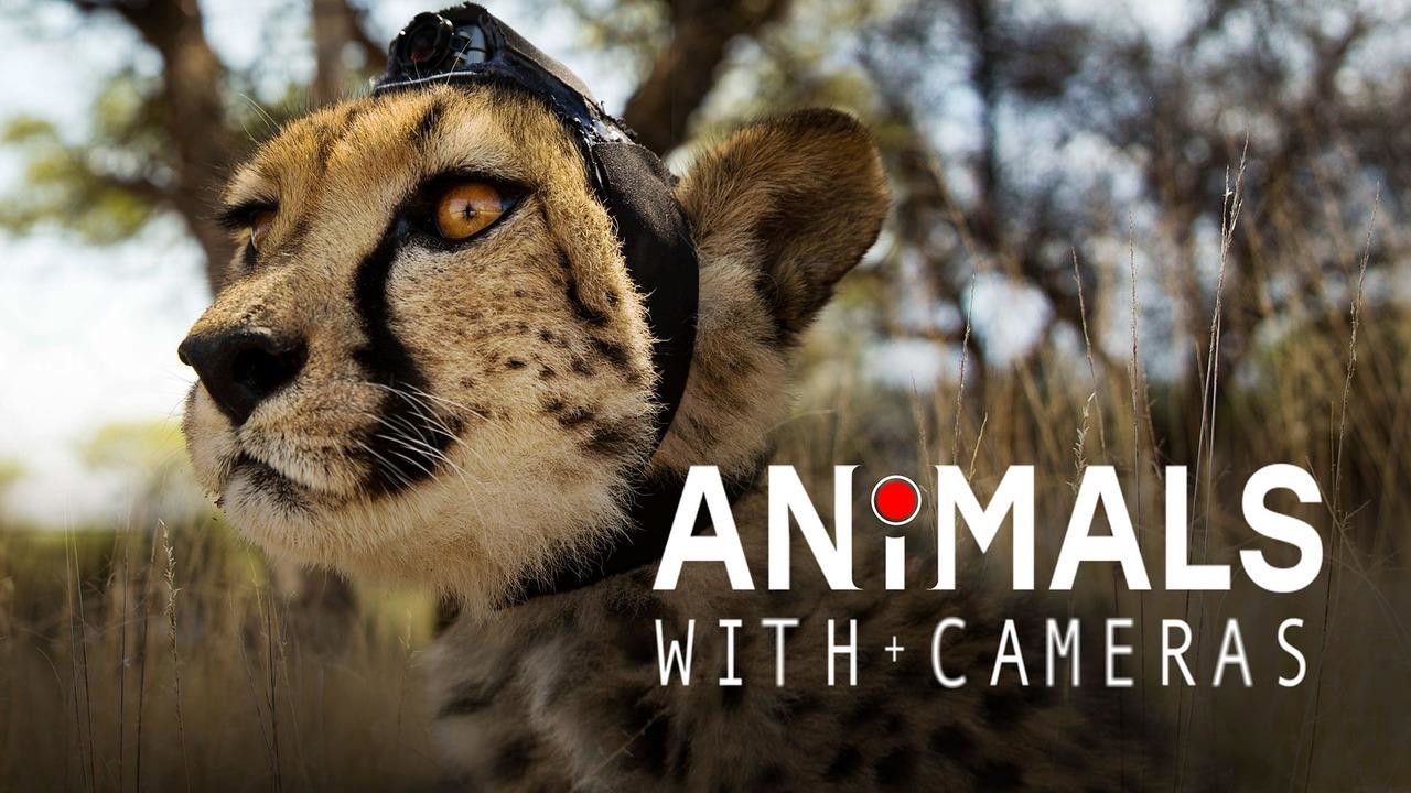 Animals with Cameras - Airs 8:00 PM 8 Sep 2021 on BBC TWO - ClickView
