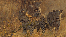African Leopards