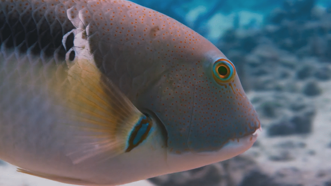 Tuskfish Video & Resources | ClickView