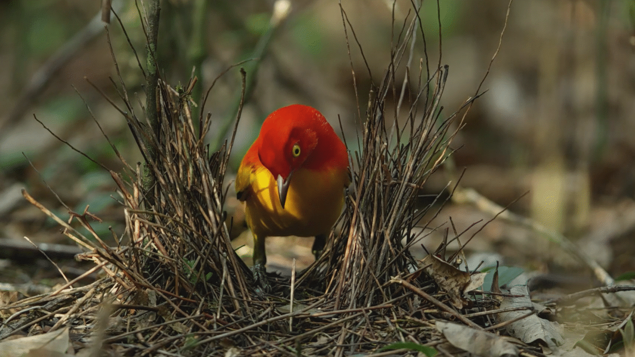 Flame Bowerbird Mating Ritual Video Teaching Resources Clickview 