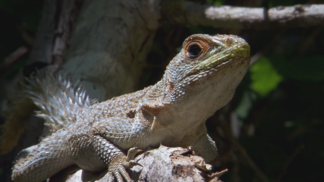 life-reptiles-and-amphibians-clips-clickview