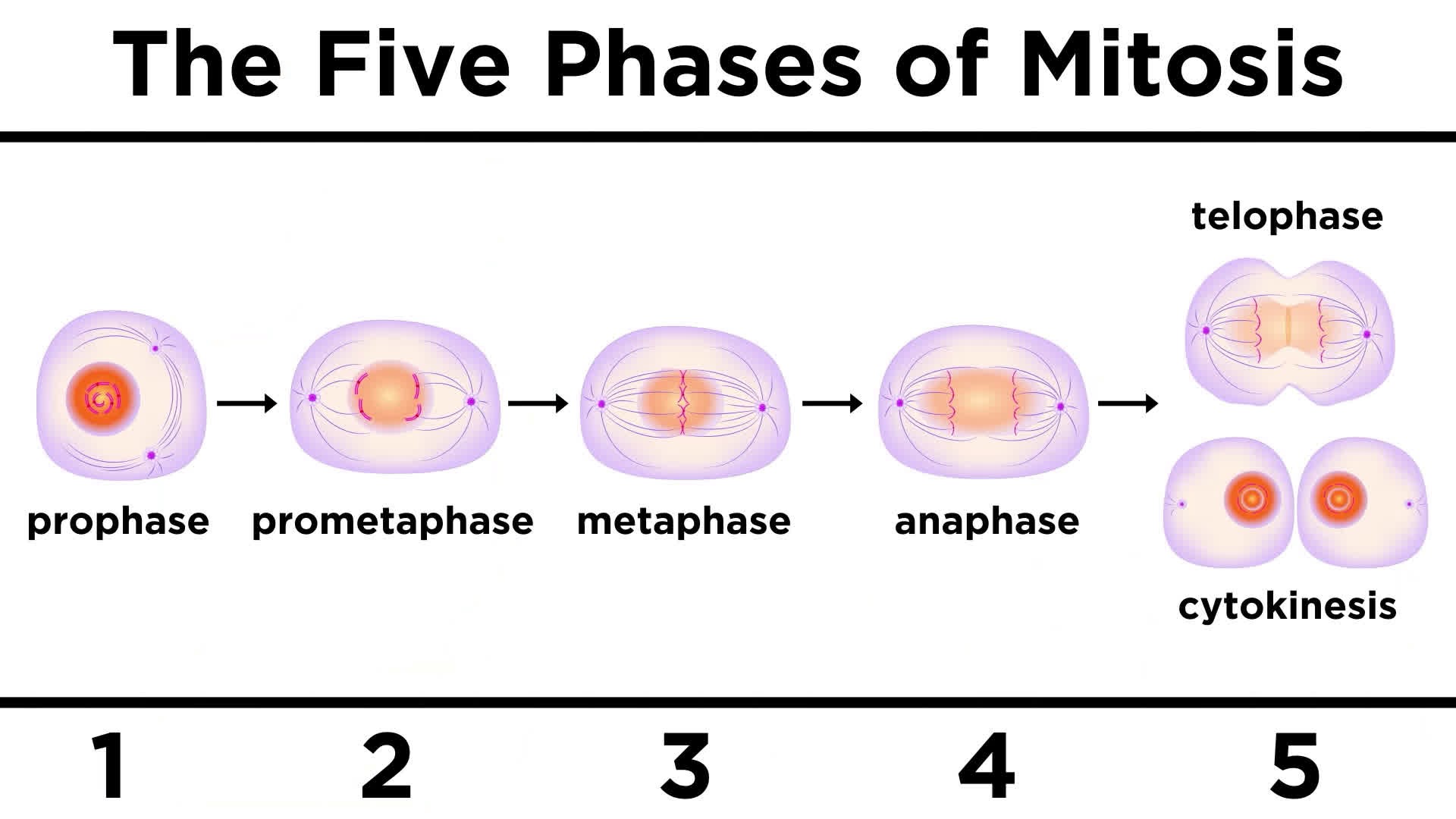 Mitosis: How One Cell Becomes Two - ClickView