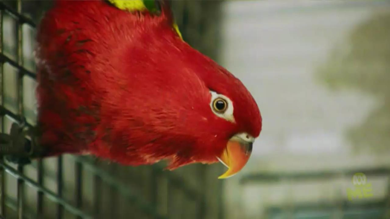 The Mascot - The hunt is on for a new animal... - ClickView