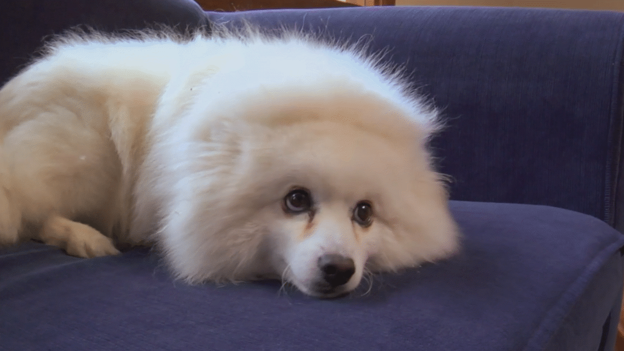 Japanese Spitz - Get ready to play with your... - ClickView