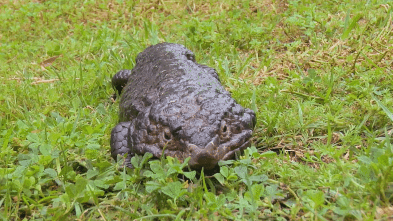 Shingleback Lizard Video & Resources | ClickView