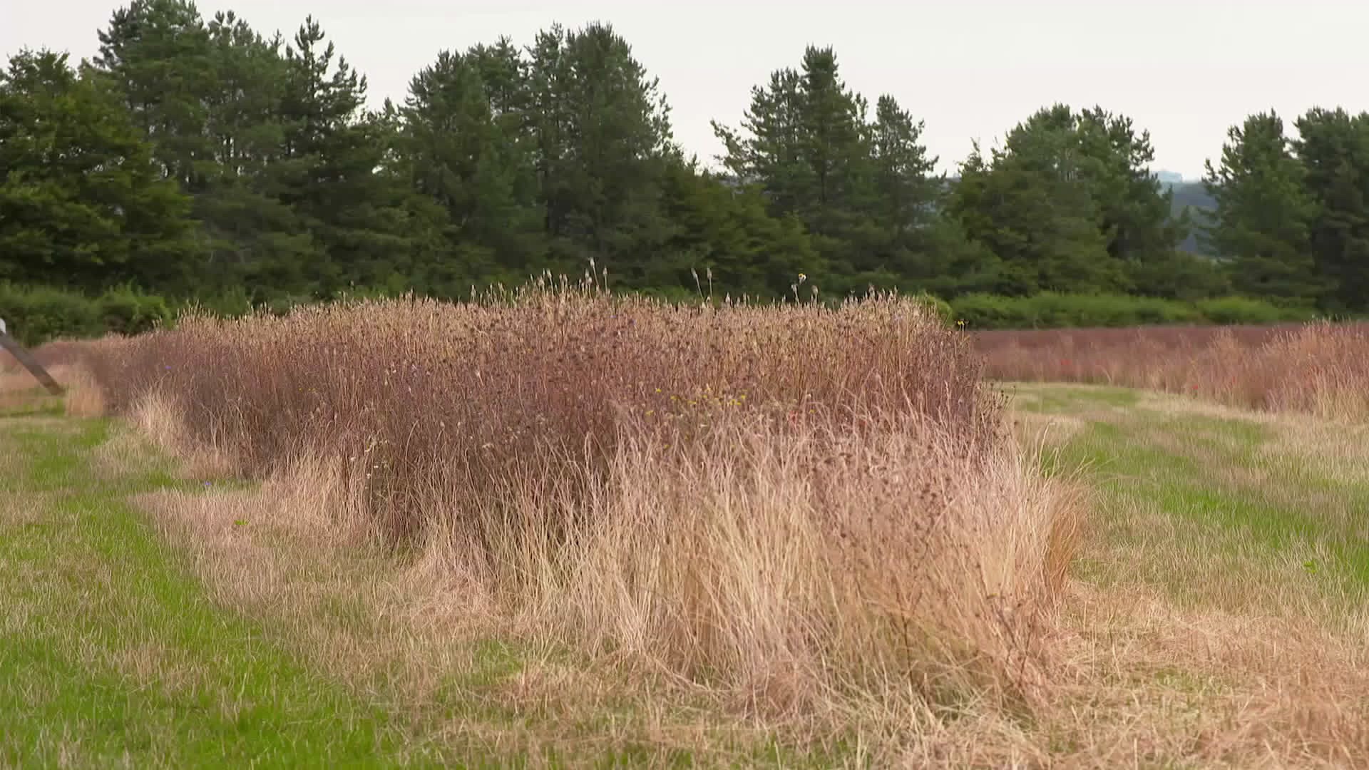 Countryfile Videos & Resources | ClickView