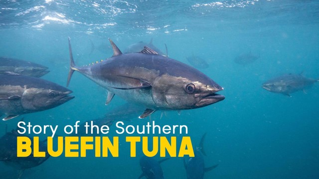 The Story of Southern Bluefin Tuna