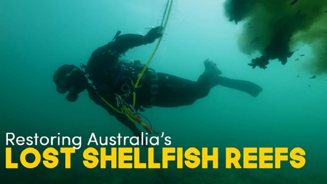 Restoring Australia's Lost Shellfish Reefs